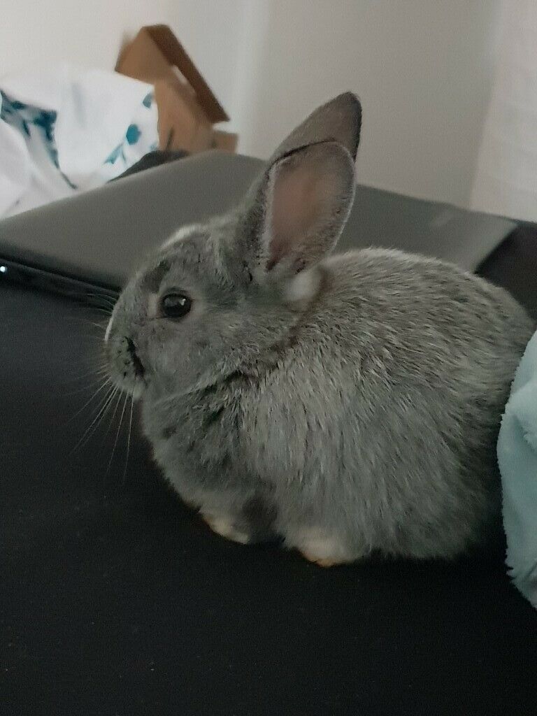 Young rabbit for sale