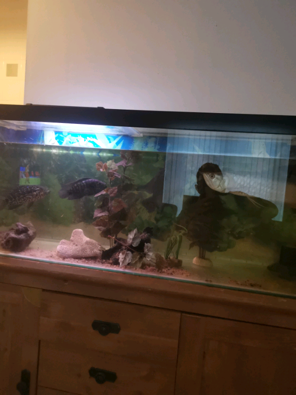 Tank with fish