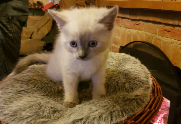 Kittens for sale ready to go 08/02/20