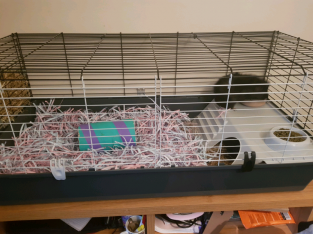 2 Male Guinea Pigs with cage