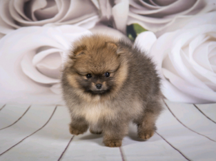 Elite bloodline Pomeranian female puppy for sale