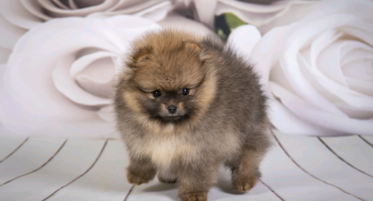 Elite bloodline Pomeranian female puppy for sale