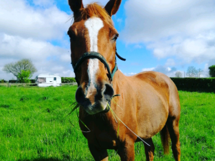 Irish sports horse