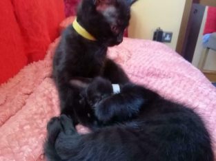 Lovely kittens looking for home!!!