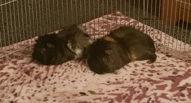 2 Male Guinea Pigs with cage
