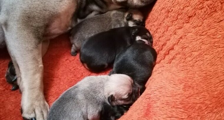 KC registered 5 generation pedigree French Bulldog puppies