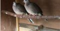 Chinese spotted doves (gugu paki)