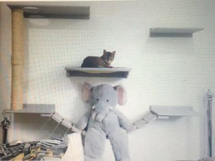 Cat wall mount