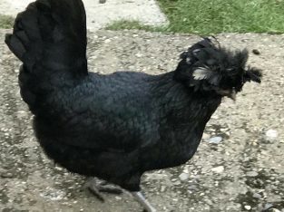 A hen and rooster for sale.