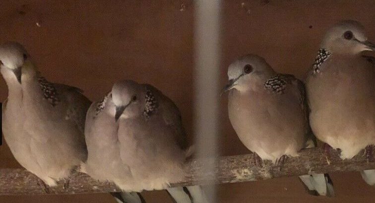 Chinese spotted doves (gugu paki)
