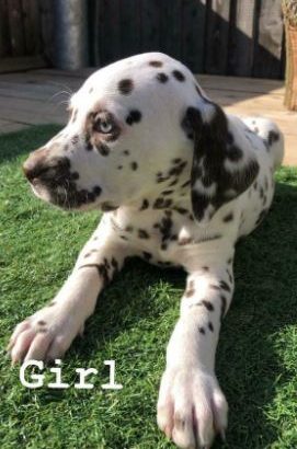 Stunning Dalmatians For Sale.