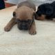 French bulldog puppies (SOLD) sorry