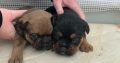 French bulldog puppies (SOLD) sorry