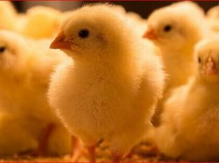 Female Chicks for sale 5 varieties Available now