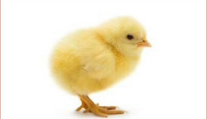 Female Chicks for sale 5 varieties Available now