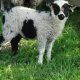 Shetland lambs for sale – wethers (castrated males)