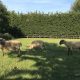 Hampshire Down Shearling Ram