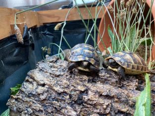 Tortoise spurthigh captive bred £80 Each