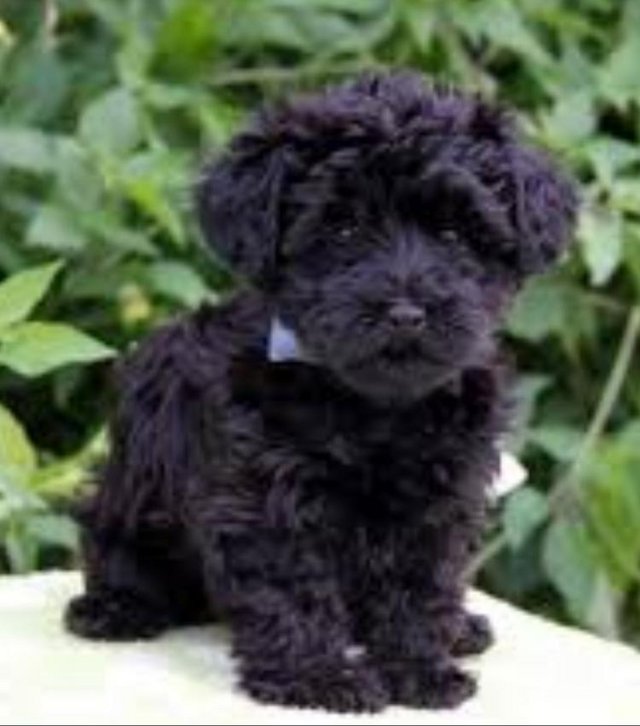 Looking for a black yorkiepoo puppy fron end of October 2020