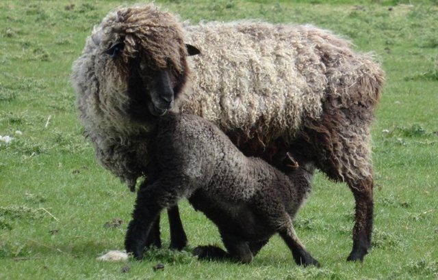 Leicester Longwool sheep flock. Price includes all sheep.