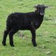Shetland lambs for sale – wethers (castrated males)