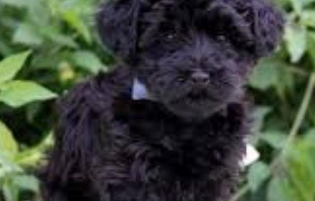 Looking for a black yorkiepoo puppy fron end of October 2020