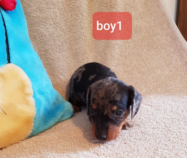 Quality.Home reared Minature Dachshund puppies £2500 EACH