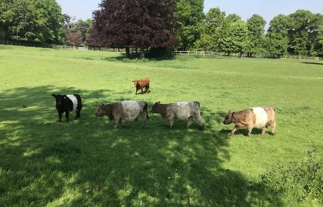 Pedigree Belted Galloway heifers for sale Price various