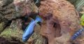 4 Adults Metriclima Membe Deep Malawi Cichlids £40 ono