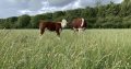 ‘Miniature type’ Hereford Cattle Bulls £750 ono