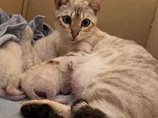Pure-Breed Snow Bengal Kittens For Sale