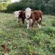 ‘Miniature type’ Hereford Cattle Bulls £750 ono