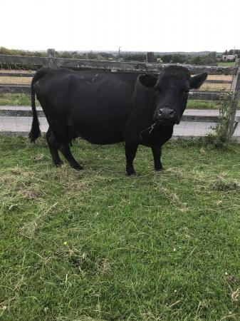 Pedigree Dexter Cow with BSHx calf at foot