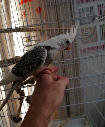 Handreared hand reared Cockatiels white faced Pied
