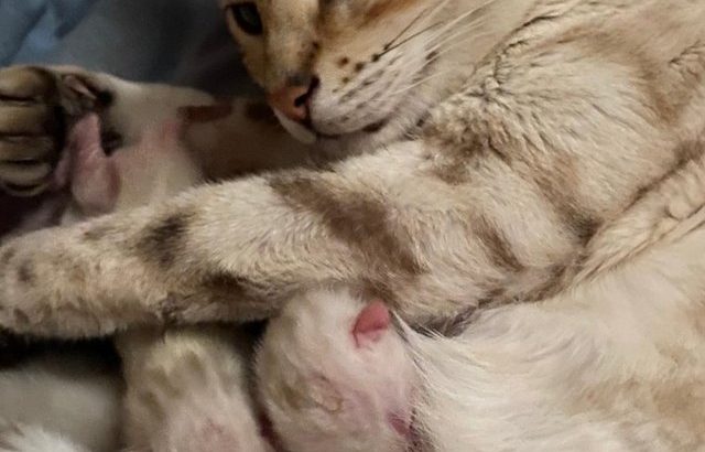 Pure-Breed Snow Bengal Kittens For Sale