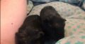 Baby guinea pigs 2 x boys & 1x girl