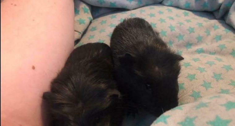 Baby guinea pigs 2 x boys & 1x girl