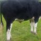 Hereford steer £1100 No Offers