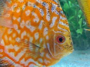 Checkrboard discus 4-5 inch available