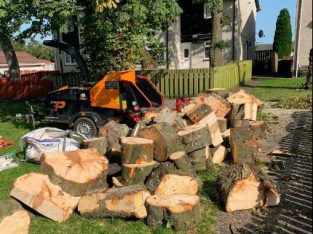 Free large hardwood logs to uplift
