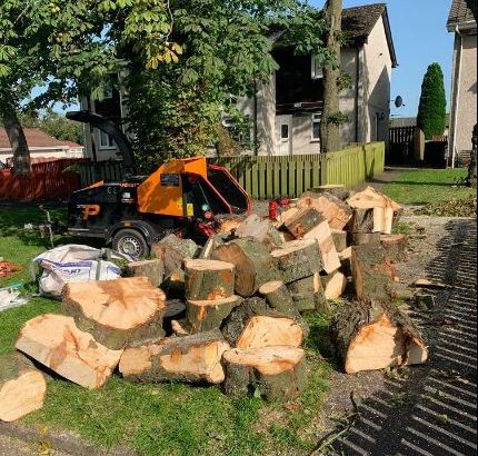 Free large hardwood logs to uplift