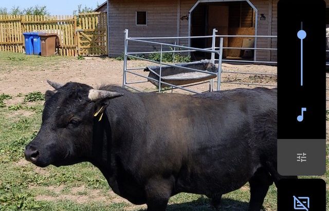 Pedigree Dexter bull for sale £1500 ono