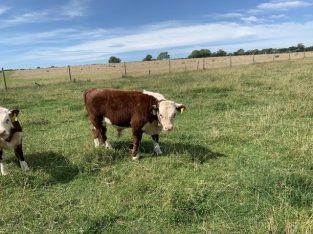 ‘Miniature type’ Hereford Cattle Bulls £650 ono