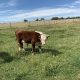 ‘Miniature type’ Hereford Cattle Bulls £650 ono