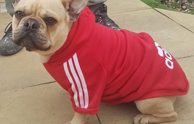 Female French Bulldog FOR SALE