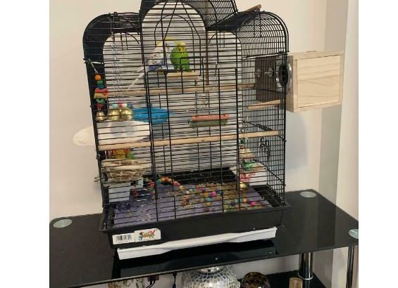 2 budgies with cage + accessories + 6 months of food!