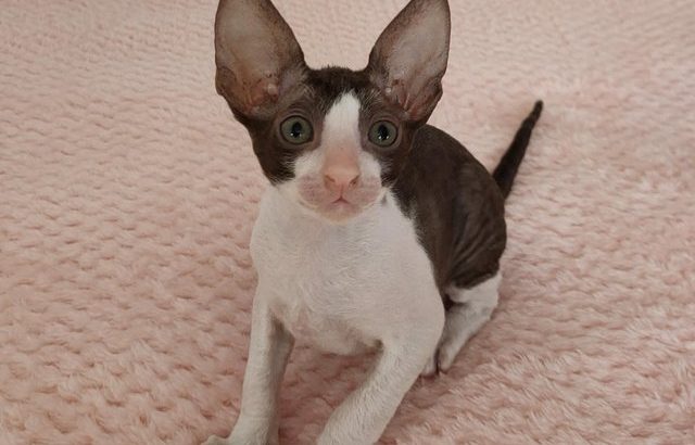 Cornish Rex kitten available for recerve no offers