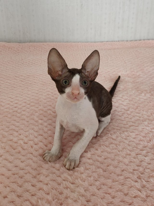 Cornish Rex kitten available for recerve no offers