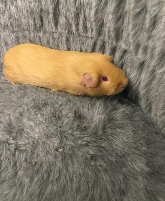 Baby Male guinea pigs