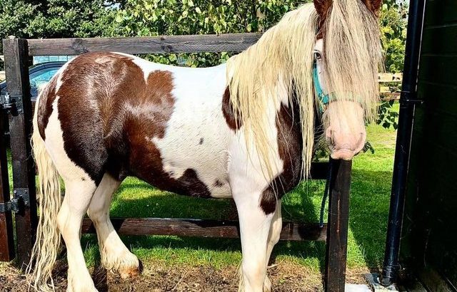 Stunning Bombproof 7 year old Cob Gelding For Sale